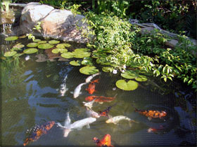 Koi Pond